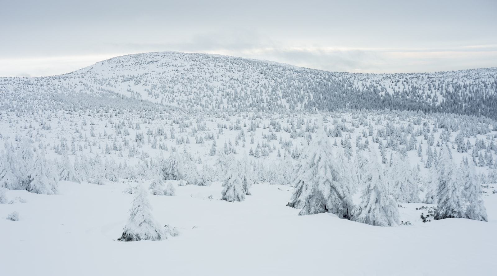 雪に覆われた針葉樹林が広がる冬の北方風景